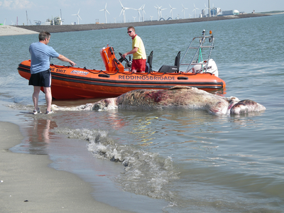 52250 Het in verre staat van ontbinding verkerende kadaver van een dwergvinvis dreigde op het badstrand van Vlissingen ...