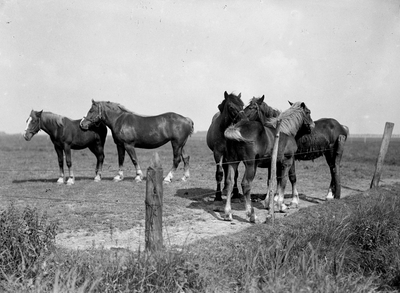 13714 Walcheren, paarden in wei, plaats onbekend