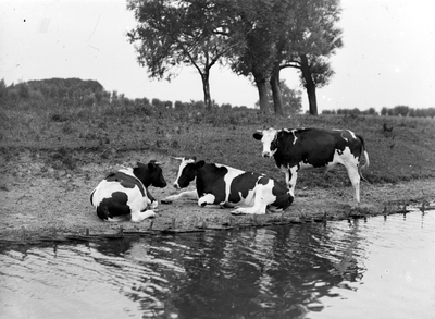 13746 Zuid-Beveland, koeien in bebost gebied met water, plaats onbekend