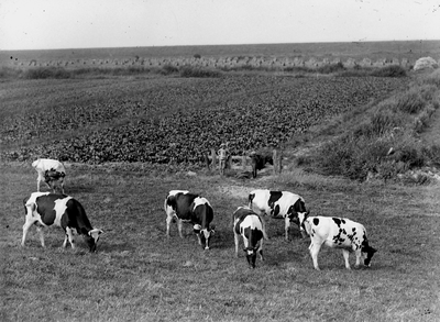13749 Zuid-Beveland, koeien in de wei, plaats onbekend