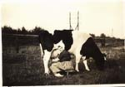 338 Cornelia Kloosterman (1875-1950) bezig met het melken van een koe