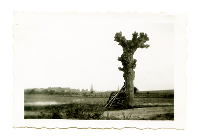 525_088 Uitzicht over landschap en stad met haar torens vanaf een knotwilg waarschijnlijk staande aan de Duustergats