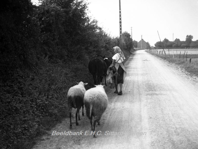 ehc_gp_141 Boerin onderweg met 2 schapen en 2 koeien in een onbekend dorp in het Limburgse landschap