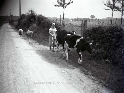 ehc_gp_142 Boerin onderweg met 2 schapen en 2 koeien in een onbekend dorp in het Limburgse landschap