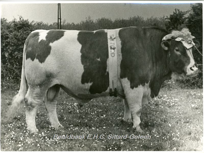 22 Zilveren Jubileum Coöperatieve Melkinrichting St. Rosa SittardAfbeelding van stier, die mogelijk tijdens het ...