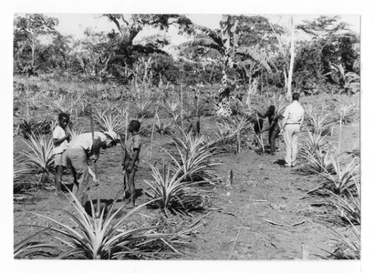 194302 Praktijkopleiding in de ananas plantages bij de broeders van La Salle (Kameroen)
