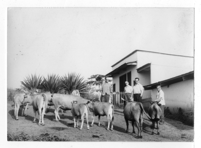 194303 Praktijkopleiding in veehouderij bij de broeders van La Salle (Kameroen)