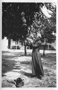 230184 Pater Gijsel bij de oogst van de mangovruchten op zijn missiepost (Brazilië)