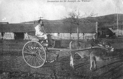 140399 Broeder Novat (Gerard Olminkhof) op de bok van een eenpersoonskar getrokken een koe te Thibar in Tunesië