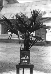 186591 Palm, Carludovica, die het vlechtmateriaal levert te Paramaribo (Suriname)