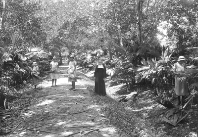 186592 Palmentuin te Paramaribo voor het vlechtmateriaal (Suriname)