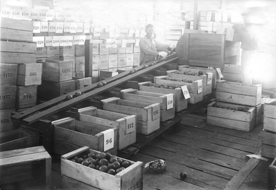 186615 De vlechtsters zijn te hulp gevraagd voor het sorteren van sinaasappels in het landbouwproefstation (Suriname)