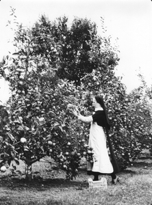 200004 De appels worden geoogst in de priorij te Heesch