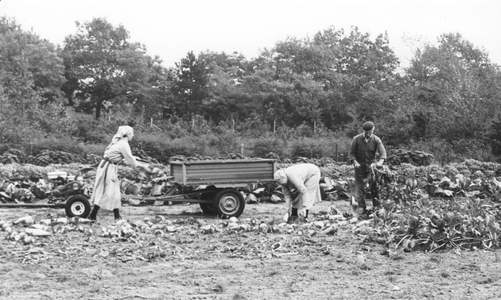 200027 De zusters krijgen hulp van buiten bij het oogsten te Heesch