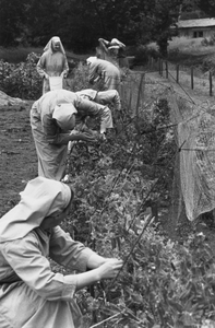 200045 De tuin van de priorij Fons Vitae te Heesch vergt veel onderhoud
