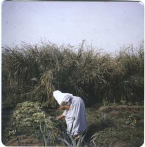 214147 Zuster Josepha van de communiteit te Bambui probeert zoveel mogelijk sprinkhanen in hun tuin te vangen, een ...
