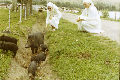 178200 De zusters bekijken de jonge varkentjes (Indonesië)