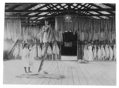 184153 Het drogen van de gekookte Carludovica Palmata plant tot stro (Suriname)