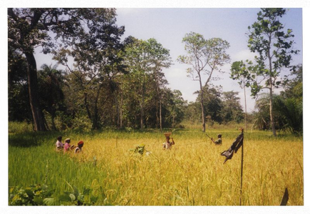 170371 Vrouwen halen de oogst binnen van het rijstproject (Ghana)