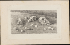 SPUIJBROEK_088 Stilleven van schedels van vogels, ca. 1955