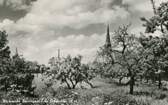 PB2563 Bloeiende boomgaard in Geervliet, ca. 1948