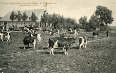 PB4062 groep Stamboekvee. Eigenaar-fokker: A. Vijfvinkel Lzn., ca. 1929