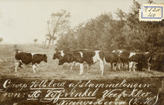 PB4107 Groep volbloed afstammelingen van A. Vijfvinkel, veefokker Nieuwenhoorn (ZH), ca. 1920