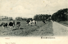 PB4145 Koeien in de polder Oudjaar, ca. 1908