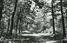 PB5252 Oostvoorne; Kijkje in het Mildenburgbos, 1971