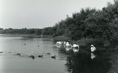 PB7255 Natuurgebied en broedkolonie Het Brede Water, ca. 1955