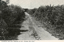 PB7333 Laan door het Rondeweibos, ca. 1954