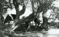 PB7410 Polderlandschap met koeien: schapengorsdijk bij de Walinxweg, ca. 1950