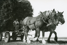 PB9624 Met paard en wagen wordt de oogst vervoerd, ca. 1960