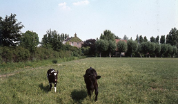 DIA15101 Weiland met koeien naast de kerk; ca. 1976