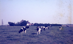 DIA18045 Boerderij langs de Westdijk; ca. 1970