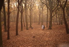 DIA30477 Oostvoorne; ; Kijkje in het Mildenburg Bos, ca. 1980