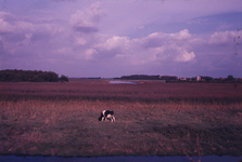 DIA36186 Kijkje op de Waal vanaf de Vleerdamsedijk; ca. 1980