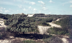 DIA36250 Natuurgebied Voornes Duin; ca. 1995