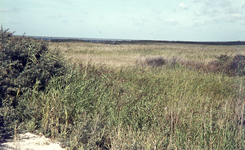 DIA36251 Natuurgebied Voornes Duin: rietveld; ca. 1995
