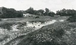 DIA36274 De duinen bij Rockanje; ca. 1930