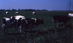 DIA39152 Koeien in het weiland langs de Hogeweg, op de achtergrond Spijkenisse; ca. 1980