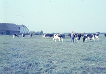 DIA69141 Na aankomst in het weiland moet het vee vastgezet worden aan de zogenaamde melkwagen. Iedere koe heeft zijn ...