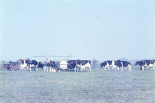DIA69142 Na aankomst in het weiland moet het vee vastgezet worden aan de zogenaamde melkwagen. Iedere koe heeft zijn ...