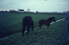 DIA70021 Zicht richting Wouddijk, met huisje 'Stenen wacht' ; 1979