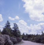 DIA_GF_1224 In de duinen langs de rode wandeling, Sipkesslag; 18 juli 1974