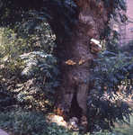 DIA_GF_1254 Zwammen op oude boom bij het raadhuis; 2 september 1975