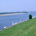DIA_GF_1416 Zwanen in het Hartelkanaal; 25 juli 1980