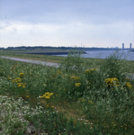 DIA_GF_1462 Wilde planten in de ruigten langs de Noordzeeweg; 21 juli 1982
