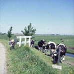 DIA_GF_1554 Nieuwsgierige koeien langs de Katerwaalse Dijk nabij de Katerwaal; 13 juni 1986