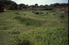 DIA_GF_1608 Aan het einde van het Kreekpad ligt een afgegraven duinterrein, waar veel wilde planten groeien; 23 augustus 1991